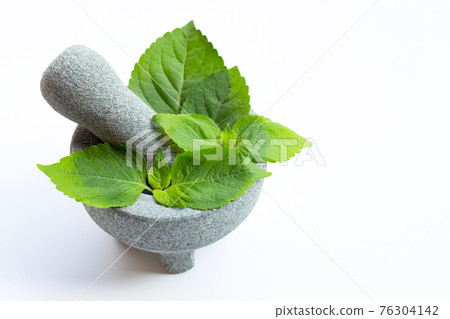Tree Basil (Ocimum gratissimum) in mortar with pestle on white 76304142