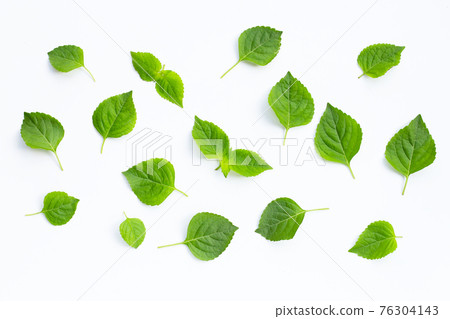 Tree Basil (Ocimum gratissimum) on white background. Tree Basil (Ocimum gratissimum) on white background. 76304143