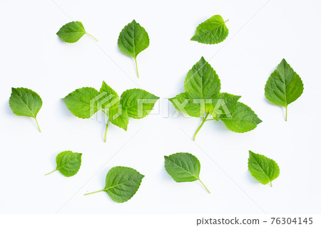 Tree Basil (Ocimum gratissimum) on white background. Tree Basil (Ocimum gratissimum) on white background. 76304145