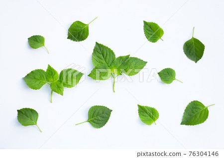 Tree Basil (Ocimum gratissimum) on white background. 76304146
