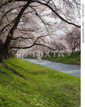 Cherry blossoms in full bloom on the riverside Cherry blossoms in full bloom on the riverside 76304181