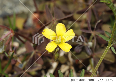 Yellow flower 76304579