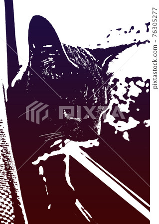 貓貓貓Kijitora白色灰色小貓女女女貓女貓女貓開朗可愛治愈 貓貓貓Kijitora白色灰色小貓女女女貓女貓女貓開朗可愛治愈 76305277