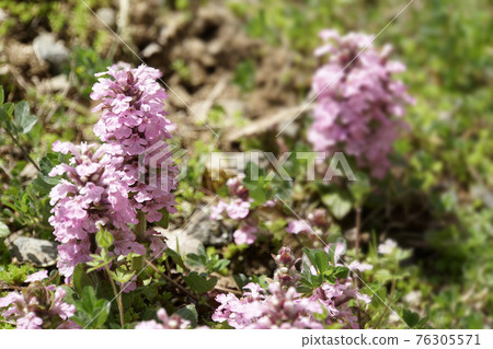 Cute spring flower, pink bugleweed 76305571