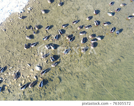 Sunflower seeds? Mallards photographed from above 76305572
