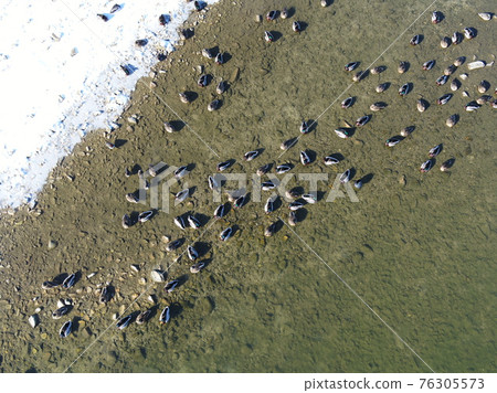 Sunflower seeds? Mallards photographed from above 76305573