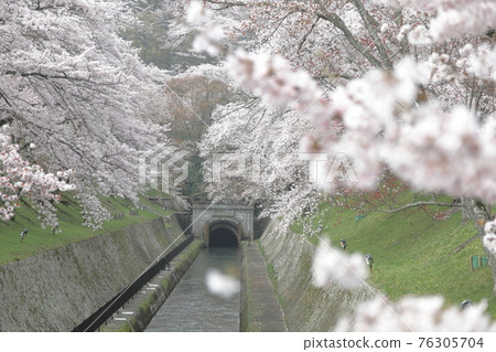 櫻花琵琶運河的橫圖 櫻花琵琶運河的橫圖 76305704