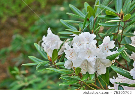 White rhododendron flower 76305763