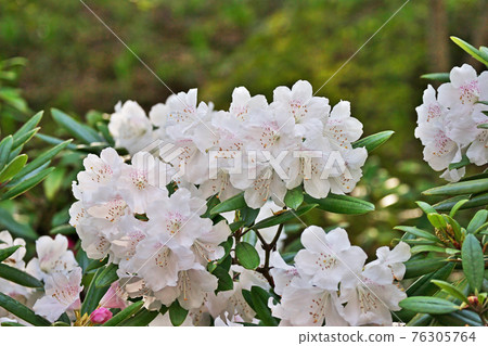 White rhododendron flower 76305764