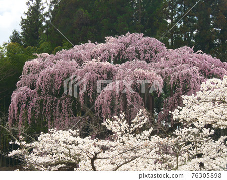 One cherry tree-Red weeping cherry tree at Fukujuji Temple (2021) 76305898