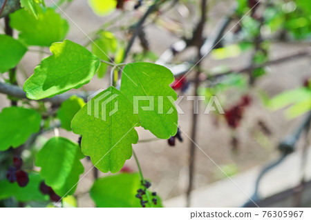 Mitsuba Abe的葉子 Mitsuba Abe的葉子 76305967