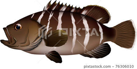 Mahata illustration 76306010