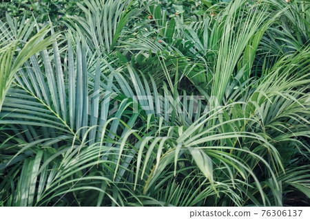 Beautiful of banana green tropical leaves background texture 76306137