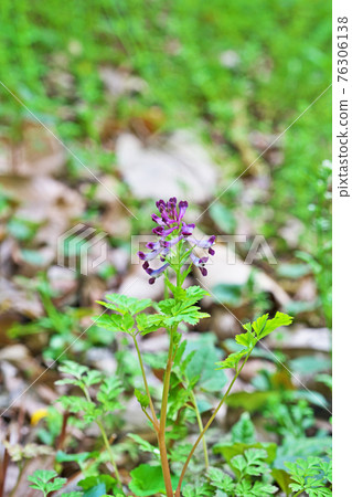 淺紫色延胡索花 76306138