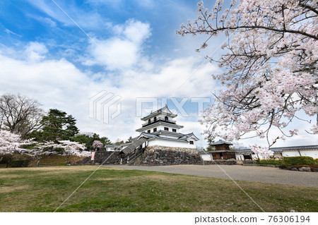 白石城櫻花和天守閣 76306194