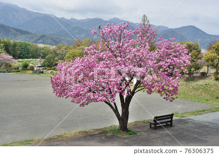 Pink twin cherry blossoms 76306375