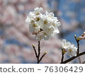 Eight minutes bloom. Flower balls before full bloom. 76306429