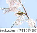 White-eye that perches on the early blooming cherry blossoms. 76306430