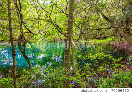 Yamagata Yusa's Spring Mysterious Pond Fresh Green Maruike Yamagata Yusa's Spring Mysterious Pond Fresh Green Maruike 76306480