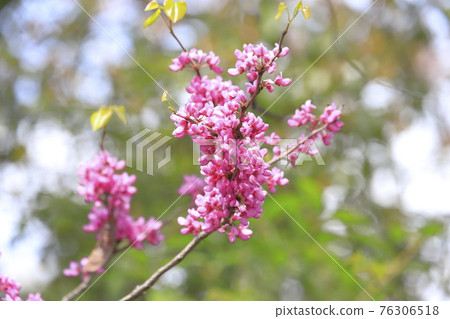 Fully blooming sappan flower (Cerulean redbud) Fully blooming sappan flower (Cerulean redbud) 76306518