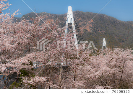 廣島與山口縣交界處八坂大壩的櫻花風光 76306535