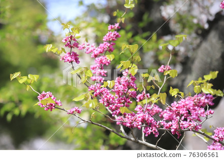 盛開的紫荊花 (Cercis chinensis) 櫻花背景 盛開的紫荊花 (Cercis chinensis) 櫻花背景 76306561