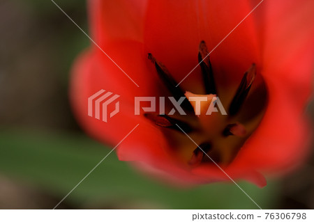 Red tulip Red tulip 76306798