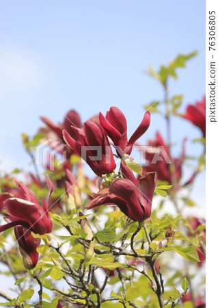 Flower of purple magnolia in full bloom Flower of purple magnolia in full bloom 76306805