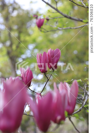 Flower of purple magnolia in full bloom Flower of purple magnolia in full bloom 76306810