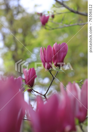 Flower of purple magnolia in full bloom Flower of purple magnolia in full bloom 76306812