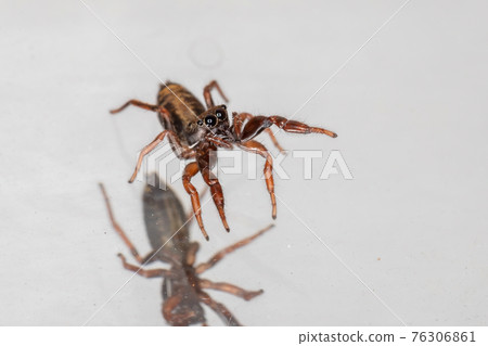 Small jumping spider Small jumping spider 76306861