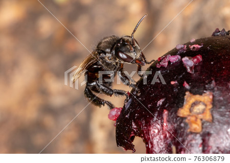 Black Stingless Bee 76306879