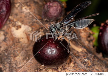 Adult Warrior Wasp Adult Warrior Wasp 76306888