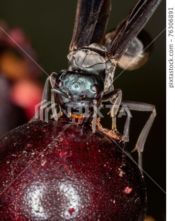 Adult Warrior Wasp Adult Warrior Wasp 76306891