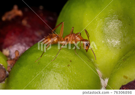 Adult Carpenter Ant Adult Carpenter Ant 76306898
