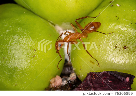 Adult Carpenter Ant Adult Carpenter Ant 76306899