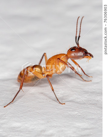 Adult Carpenter Ant Adult Carpenter Ant 76306903