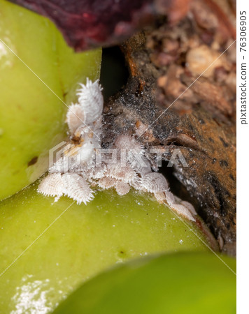 White Mealybugs Insects 76306905