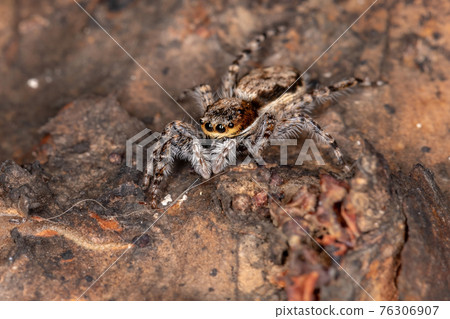 Female Adult Gray Wall Jumping Spider. 76306907