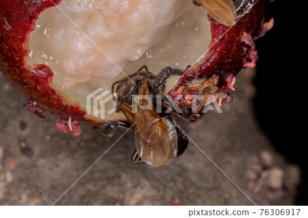 Black Stingless Bee 76306917