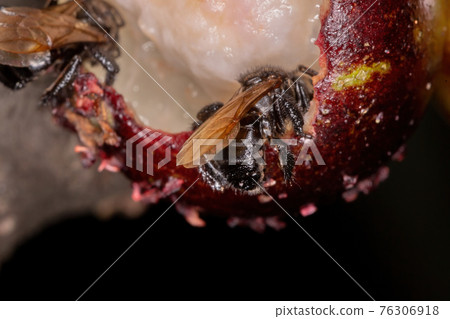 Black Stingless Bee 76306918