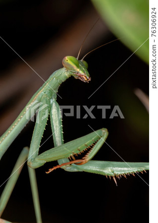 Green Mantid subadult Green Mantid subadult 76306924
