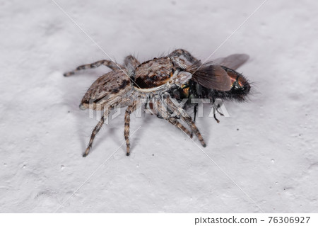 Gray Wall Jumping Spider 76306927