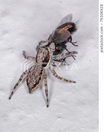 Gray Wall Jumping Spider 76306928