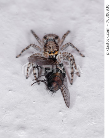 Gray Wall Jumping Spider Gray Wall Jumping Spider 76306930