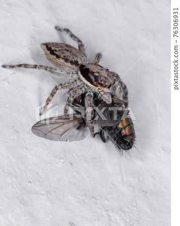Gray Wall Jumping Spider 76306931