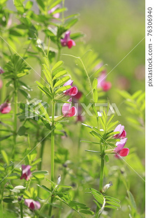Karasuno pea (crowno pea) or Yake 豌 Bean (Yahazu pea) Karasuno pea (crowno pea) or Yake 豌 Bean (Yahazu pea) 76306940