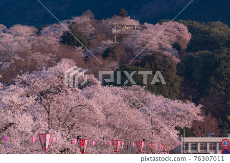 廣島縣三好市尾關山公園的櫻花 廣島縣三好市尾關山公園的櫻花 76307011