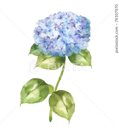 Hydrangea watercolor 76307070