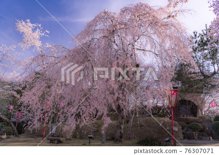 Sakura at Ozekiyama Park in Miyoshi City, Hiroshima Prefecture 76307071